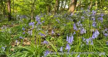 The gorgeous Warrington beauty spot with bluebells, a babbling brook and wildlife