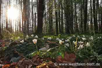 So schön ist der Frühling zwischen Weser und Werre