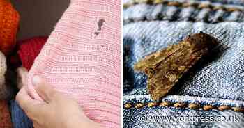 How do I get rid of moths in my house? Simple 47p hack will banish them for good