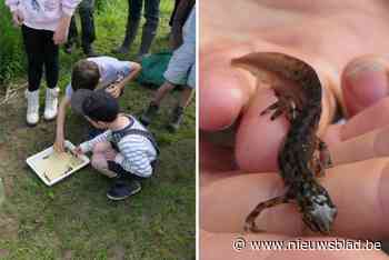Waterpoel bruist van het leven met salamanders, torren én schorpioen, maar één diertje ontbreekt