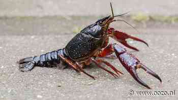 Water vol met leven, maar toestand niet overal goed
