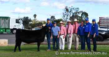 Full report: Elite Angus Female Sale hits six-figure top with full clearance