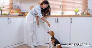 Dog trainer shares why your pup listens at home but not outside