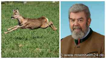 Reh verliert brutalen Überlebenskampf: So groß ist das Problem mit wildernden Hunden in Aschau