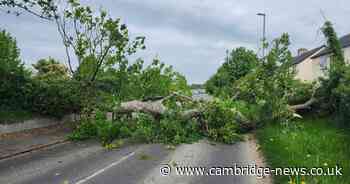 Fallen tree blocks road in Cambridgeshire village