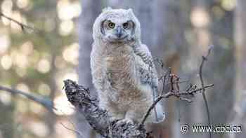 Young owls in Calgary at risk of 'unethical' photography practices