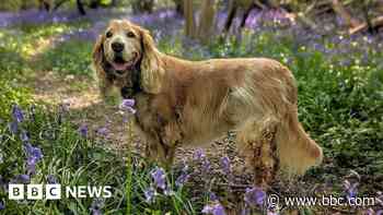 Your photos: A happy dog and gorgeous flowers