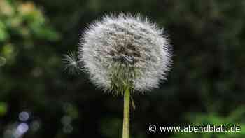 Pollensaison 2025 führt zu Rekordzahl bei Krankmeldungen