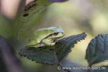 Wer hat einen Laubfrosch gesehen?