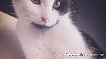 Kat beschoten in woonwijk in Kozen: “Wie doet nu zoiets?”