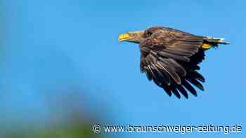Überraschende Rückkehr: Immer mehr Seeadler in Niedersachsen