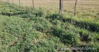 Strategies to ensure high pasture feed quality in the paddock | Down to Earth