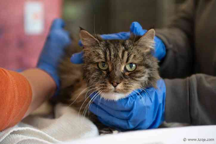 'A miracle': Cat survives fall in Utah national park that killed two hikers