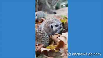 WATCH:  Meerkats and monkeys enjoy 'autumn treasure hunt'