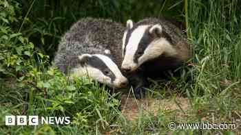 Wildlife Trust reveals plan to revive biodiversity