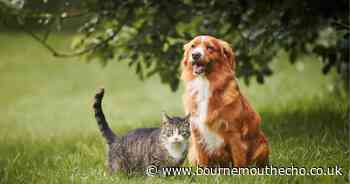 Vet issues bee sting warning to dog and cat owners - symptoms and what to do if stung