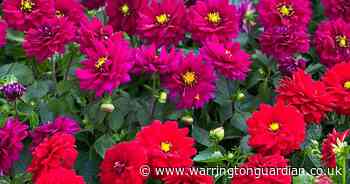 Warrington gardening society to host annual plant sale