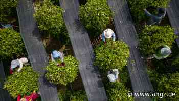 Reportage: Auf den Spuren des Kampot-Pfeffers