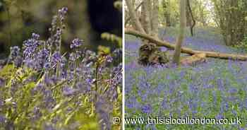 The ancient Bexley woods that are home to beautiful bluebells