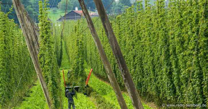 Morsche Hopfenstange bricht – Arbeiter stirbt