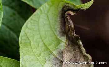 GB Potatoes commits to three-year fund boost for blight scheme