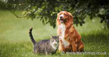 Vet issues bee sting warning to dog and cat owners - symptoms and what to do if stung