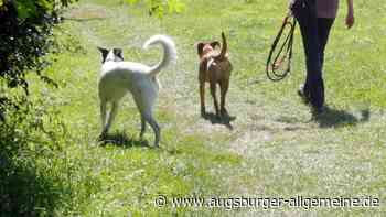 Nicht angeleinter Hund beißt zu: 43-Jähriger wird verletzt