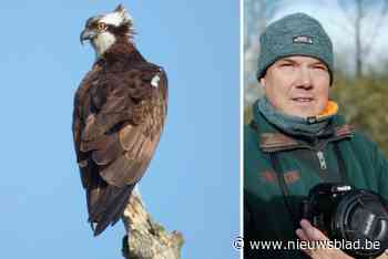 Koenraad (55) spot uitzonderlijke roofvogel in de Bourgoyen: “Vroeger moest je daarvoor naar Schotland reizen”