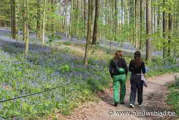 Tienduizenden bezoekers maar beter gespreid en zonder grote incidenten: zo verliep het Hyacintenfestival in het Hallerbos