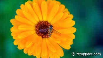 Essential Gear Every Beginner Needs for Macro Photography