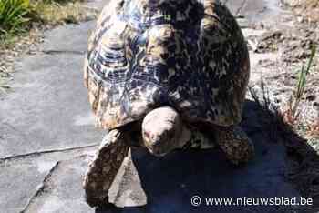 Wie heeft schildpad Octaaf gezien?