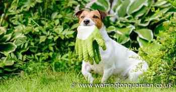 Vet's plant fertiliser warning to dog owners amid risk of vomiting and seizures