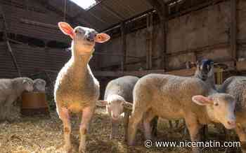Tarn: 3.000 agneaux morts dans un élevage après une panne de ventilation liée à un orage