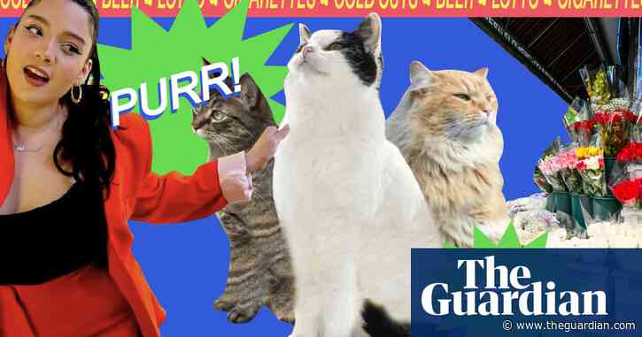 Is that a cat in the Cheetos? New York comedian spotlights the city’s famous bodega felines