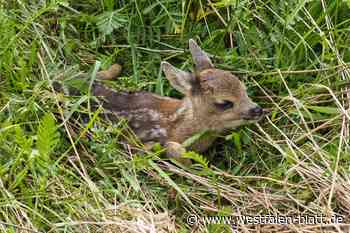 Heuernte beginnt – und damit auch die Rehkitz-Rettung