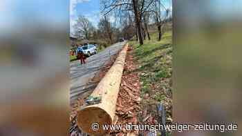 Comeback bei Bad Sachsa: Das ist der neue Zunftbaum im Südharz