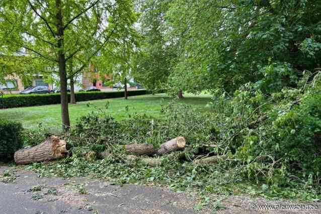 Brandweer verzaagt grote boom die dreigt te vallen aan station van Torhout