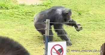 Zoo visitors scream as famous gorilla suddenly hurls rock into crowd
