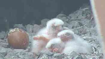 Busy weekend at downtown Hamilton nest as 4 peregrine falcon chicks hatch