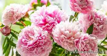 Peonies will keep looking their best for longer if kept in one specific place in your home