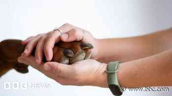 Plans submitted for dog daycare centre