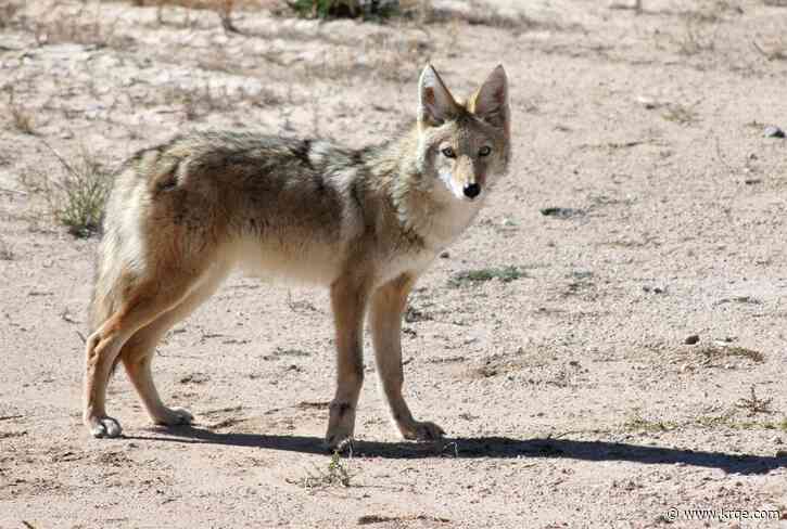 Coyotes in Albuquerque: How their behavior may differ in the spring