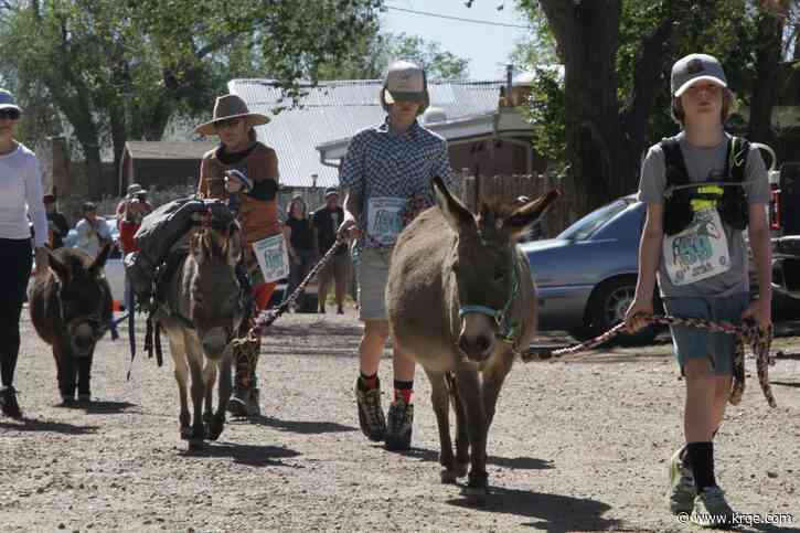 'It's great running with a companion': Cerrillos burro racing teams pair up