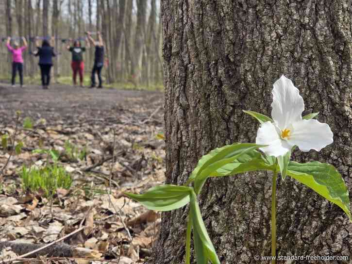 It's trillium season at the Summerstown Forest trails