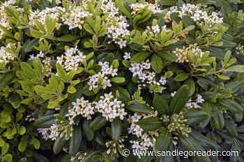 Japanese <em>Pittosporum</em> mocks orange blossoms, rodent populations boom