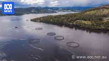 Tasmania's salmon mass mortality event is over, EPA says