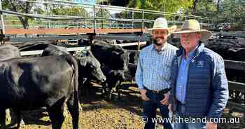 Heifers and calves reach $3000 at Gloucester female sale as yarding drops