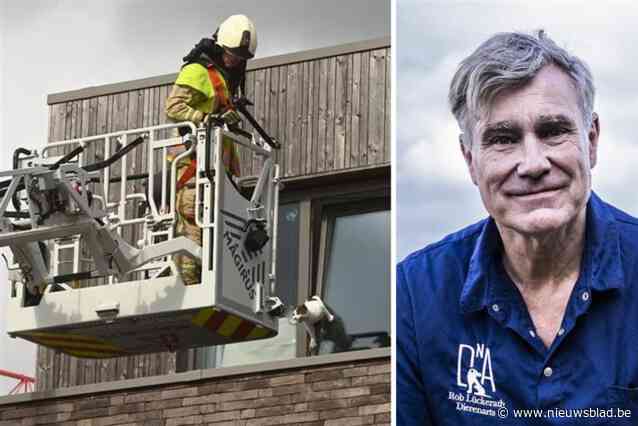 Dierenarts waarschuwt kattenbaasjes om de ramen niet zomaar op kiepstand te laten staan: “Een kat die komt vast te zitten, is in de helft van de gevallen niet meer te redden”