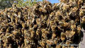 Panik am Italien-See durch Bienenschwarm – Video zeigt, wie Insekten über Restaurant herfallen