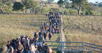 Elastic cow: the best way to make money from surplus feed in good seasons